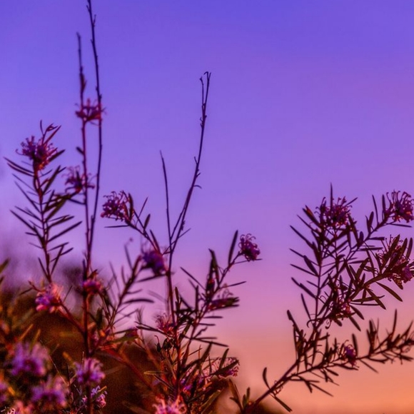 Meet your Posher, Savannah - Picture 1 of 1